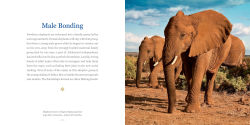 Alternative view 4 of Amazing Dads: Love and Lessons From the Animal Kingdom
