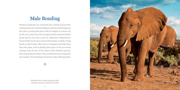 Amazing Dads: Love and Lessons From the Animal Kingdom