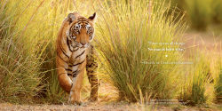 Alternative view 5 of Amazing Dads: Love and Lessons From the Animal Kingdom