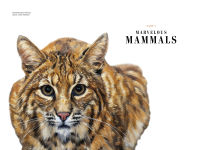 Alternative view 7 of Grizzled: Love Letters to 50 of North America's Least Understood Animals