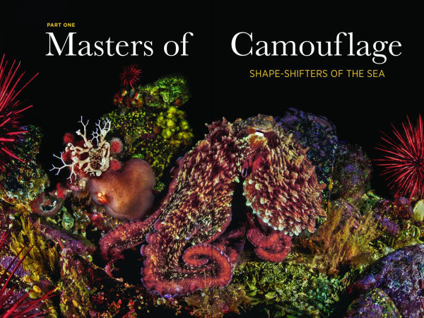 Secrets of the Octopus (B&N Exclusive Edition)