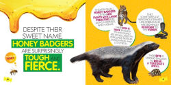 Alternative view 4 of Brain Candy 2: Seriously Sweet Facts to Satisfy Your Curiosity
