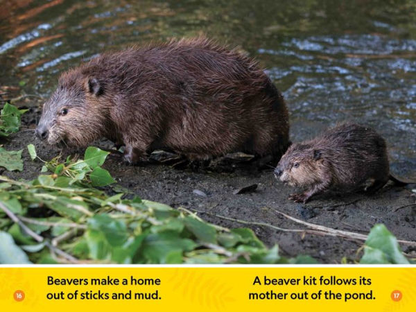 National Geographic Readers: Forest Babies (Pre-reader)