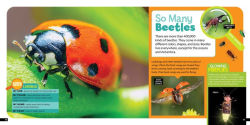 Alternative view 3 of Little Kids First Nature Guide Bugs