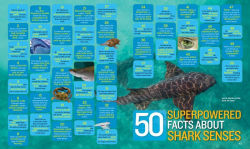 Alternative view 4 of 1,000 Facts About Sharks