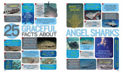 Alternative view 3 of 1,000 Facts About Sharks