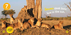 Alternative view 4 of National Geographic Kids Little Kids First Board Book African Animals