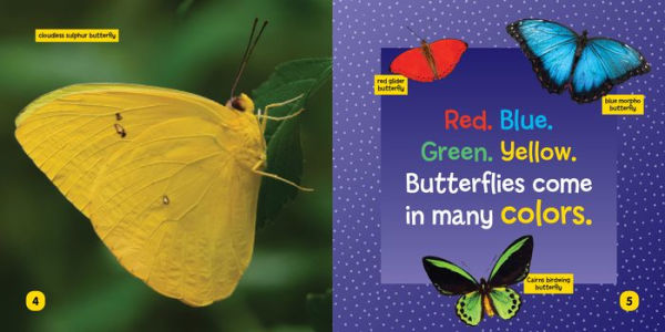 Little Kids First Board Book: Becoming a Butterfly