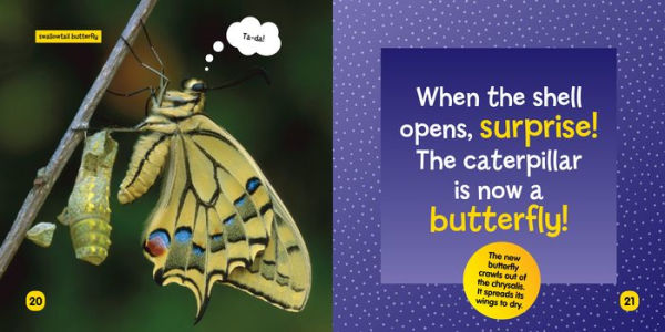 Little Kids First Board Book: Becoming a Butterfly