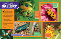 Alternative view 4 of Ultimate Bugopedia, 2nd Edition: The Most Complete Bug Reference Ever