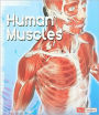 Human Muscles