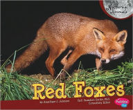 Red Foxes