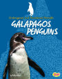 Galapagos Penguins