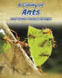 A Colony of Ants: and Other Insect Groups