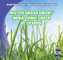 Watch Grass Grow / Mira como crece el cesped!