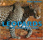 Leopards of the African Plains