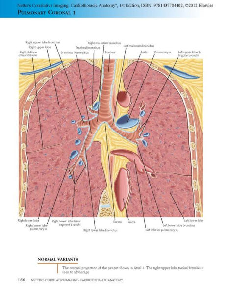 Netter's Correlative Imaging: Cardiothoracic Anatomy