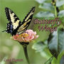 Butterfly Wings