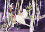 Doves In White Birches Christmas Boxed Card