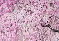 Title: Cherry Blossoms Note Cards
