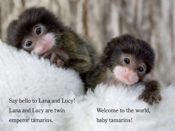 Welcome to the World, Zooborns!: Ready-to-Read Level 1