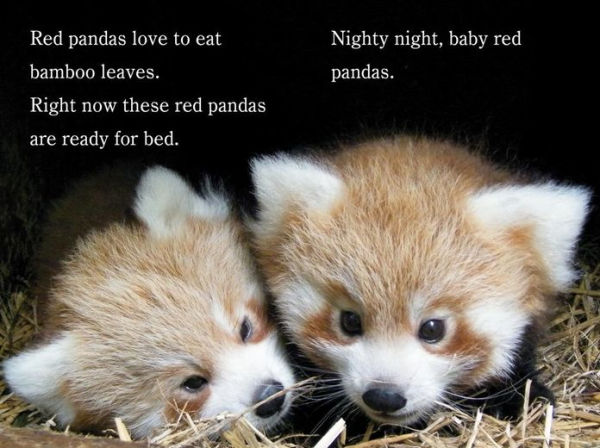 Nighty Night, ZooBorns: Ready-to-Read Level 1