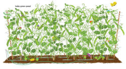 Alternative view 9 of Little Green Peas: A Big Book of Colors
