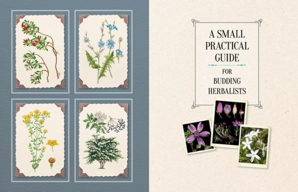100 Plants That Heal: The illustrated herbarium of medicinal plants