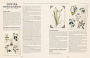 Alternative view 3 of 100 Plants That Heal: The illustrated herbarium of medicinal plants