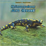 Salamanders Are Gross!