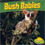 Bush Babies