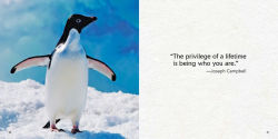 Alternative view 5 of Zen Penguins: The Art of Keeping Chill