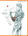 Alternative view 4 of The Strength Training Anatomy Workout II: Building Strength and Power with Free Weights and Machines