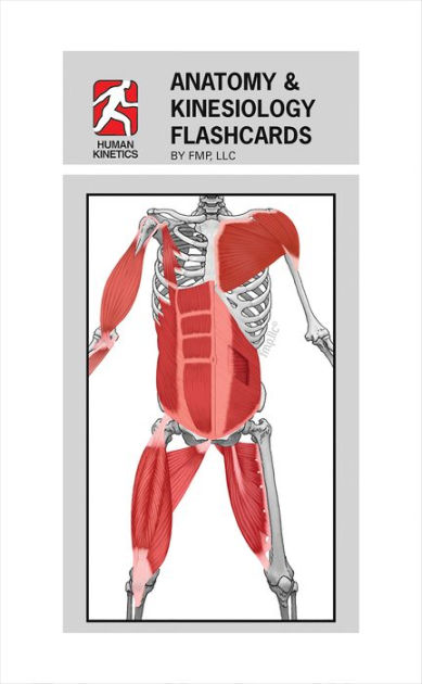 Anatomy & Kinesiology Flashcards / Edition 1 By FMP, LLC ...