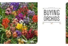 Alternative view 2 of The Orchid Whisperer: Expert Secrets for Growing Beautiful Orchids
