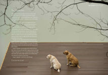 Alternative view 3 of A Letter to My Dog: Notes to Our Best Friends