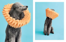 Alternative view 4 of Cone of Shame