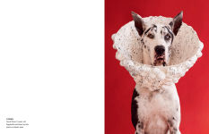 Alternative view 10 of Cone of Shame
