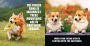 Alternative view 3 of No Thoughts Just Corgis: A Comprehensive Compendium of Cuteness