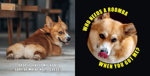 No Thoughts Just Corgis: A Comprehensive Compendium of Cuteness