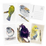 Alternative view 3 of The Backyard Bird Chronicles: 50 Postcards