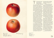 Alternative view 2 of An Illustrated Catalog of American Fruits & Nuts