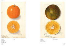 Alternative view 7 of An Illustrated Catalog of American Fruits & Nuts