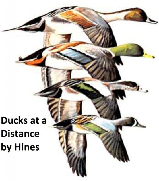Ducks at a Distance a Waterfowl Identification Guide, Illustrated by