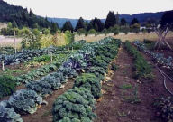 Title: Gardening Without Irrigation: or Without Much, Anyway, Author: Steve Solomon