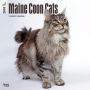 2018 Maine Coon Cats 2018 Square