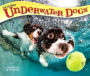 2018 Underwater Dogs 2018 Box