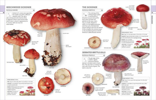 Mushrooms: How to Identify and Gather Wild Mushrooms and Other Fungi