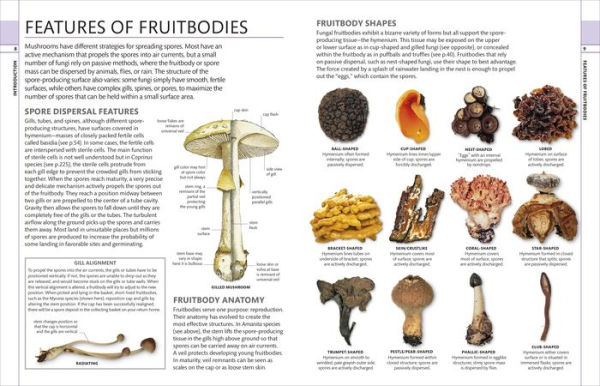 Mushrooms: How to Identify and Gather Wild Mushrooms and Other Fungi