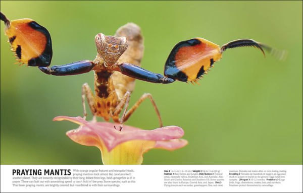 The Animal Book: A Visual Encyclopedia of Life on Earth